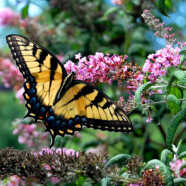 Butterfly in Virginia